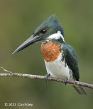Kingfisher, Amazon (male) @ Rio Frio