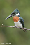 Kingfisher, Amazon (male)