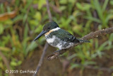 Kingfisher, Green (female) @ Rio Frio