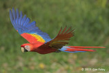 Macaw, Scarlet