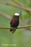 Snowcap (male) @ enroute to Sun Sun Lodge