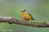 Euphonia, Olive-backed (male) 511_6138.jpg
