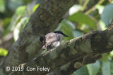 Woodshrike, Large (male)