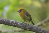 Barbet, Prong-billed (female) near Pedacito de Cielo Lodge