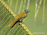 Saltator, Black-headed