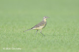 Wagtail, Yellow @ Kranji
