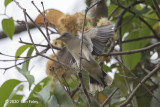 Starling, White-shouldered @ Jurong Lake Gardens