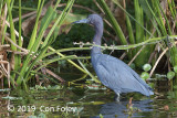 Heron, Little Blue @ Everglades