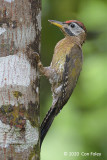 Woodpecker, Laced (male) @ Bukit Batok