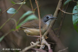 Babbler, Short-tailed @ MacRitchie