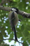 Tit, Japanese