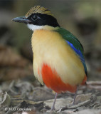 Pitta, Blue-winged