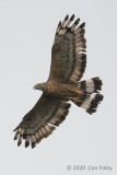 Buzzard, Oriental Honey (torquatus male) @ Henderson Waves