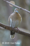 Dove, White-winged @ Everglades