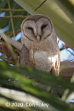 Owl, Barn @ Sea Shell Park