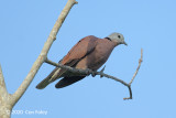 Dove, Red-collared (male) @ Harvest Lane