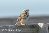 Sparrow, Savannah @ Everglades