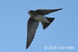 Swallow, Northern Rough-winged @ Everglades