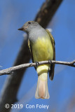 Flycatcher, Great Crested @ Everglades