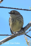 Warbler, Yellow-rumped (female) @ Everglades