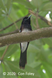 Flycatcher, Japanese Paradise (male) @ SBG