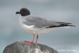 Gull, Swallow-tailed @ Espaola