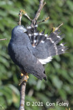 Kite, Double-toothed @ near Sani Lodge