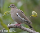 Dove, White-winged @ Airport Hotel