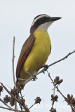 Kiskadee, Great @ Airport Hotel