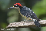 Woodpecker, Black-cheeked (male) @ Sun Sun Lodge