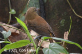 Attila, Bright-rumped @ Sun Sun Lodge