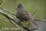 Elaenia, Yellow-bellied @ near Sun Sun Lodge