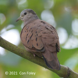 Dove, Ruddy Ground (female) @ near Sun Sun Lodge