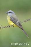 Kingbird, Tropical @ near Sun Sun Lodge
