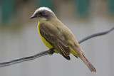 Flycatcher, Social @ near Sun Sun Lodge