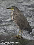 Heron, Fasciated Tiger @ near Sun Sun Lodge