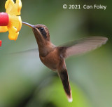 Hermit, Stripe-throated @ near Sun Sun Lodge