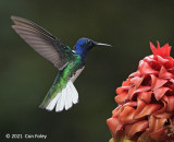 Jacobin, White-necked (male) @ near Sun Sun Lodge