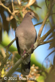 Dove, White-tipped (adult) @ near Sun Sun Lodge