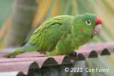 Parakeet, Crimson-fronted (adult) @ near Pedacito de Cielo Lodge