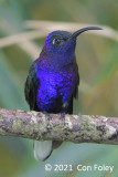 Sabrewing, Violet (male) @ near Pedacito de Cielo Lodge