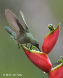 Hummingbird, Scaly-breasted @ near Pedacito de Cielo Lodge