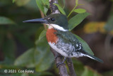 Kingfisher, Green (male) @ Rio Frio