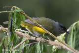 Silky-flycatcher, Black-and-yellow (female) @ near Paraiso Quetzal Lodge