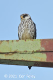 Falcon, Amur (female) @ Halus
