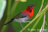 Sunbird, Crimson (male) @ Botanic Gardens