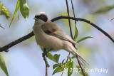 Tit, White-crowned Penduline @ Tuul River