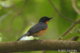 Flycatcher, Mangrove Blue (male) @ Pasir Ris Park