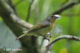 Sunbird, Ruby-cheeked (female) @ SBWR