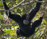 Siamang (male) @ Jln Girdle
